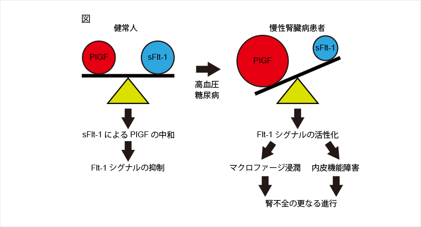 新規抗動脈硬化因子可溶型Flt-1による腎硬化症の発症機序解明と臨床的展開